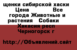 щенки сибирской хаски  › Цена ­ 10 000 - Все города Животные и растения » Собаки   . Хакасия респ.,Черногорск г.